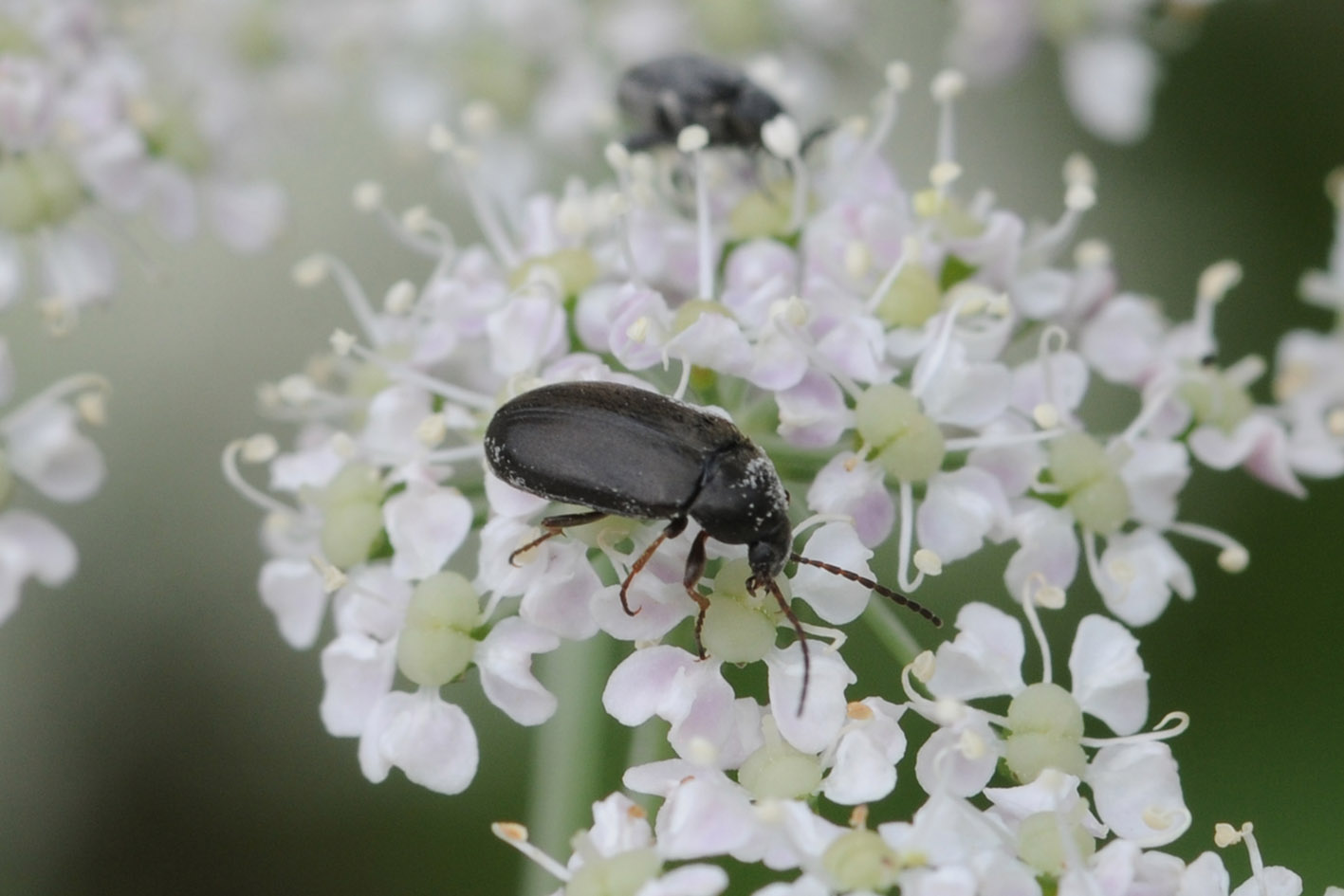 Isomira sp., Tenebrionidae/Alleculidae